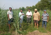 ज्येष्ठ गन्ना विकास निरीक्षक बीरेंद्र कुमार चौधरी द्वारा आज गन्ना सर्वेक्षण कार्यों का सर्वेक्षण कार्यों का निरीक्षण किया गया ।